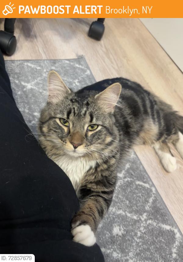 Found/Stray Male Cat last seen Quincy St and Nostrand Ave , Brooklyn, NY 11216