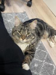 Found/Stray Male Cat last seen Quincy St and Nostrand Ave , Brooklyn, NY 11216