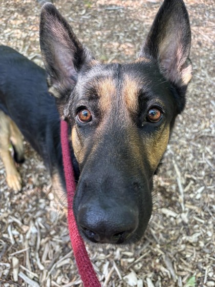 Shelter Stray Male Dog last seen Near Park Heights Ave, 21215, MD, 301 Stockholm St, Baltimore, MD 21230, USA