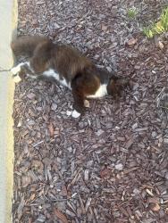 Found/Stray Unknown Cat last seen Sterling Parkway, Lincoln, CA 95648