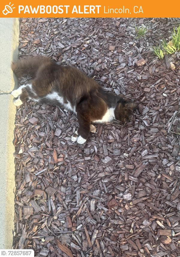 Found/Stray Unknown Cat last seen Sterling Parkway, Lincoln, CA 95648