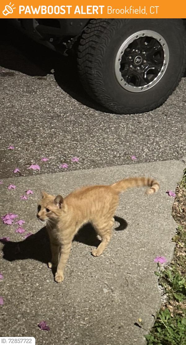 Found/Stray Male Cat last seen Laurel hill , Brookfield, CT 06804