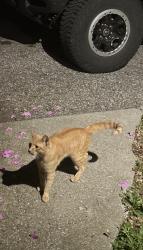 Found/Stray Male Cat last seen Laurel hill , Brookfield, CT 06804