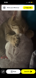 Lost Female Cat last seen Near east pleasant run parkway north dr, Indianapolis, IN 46201