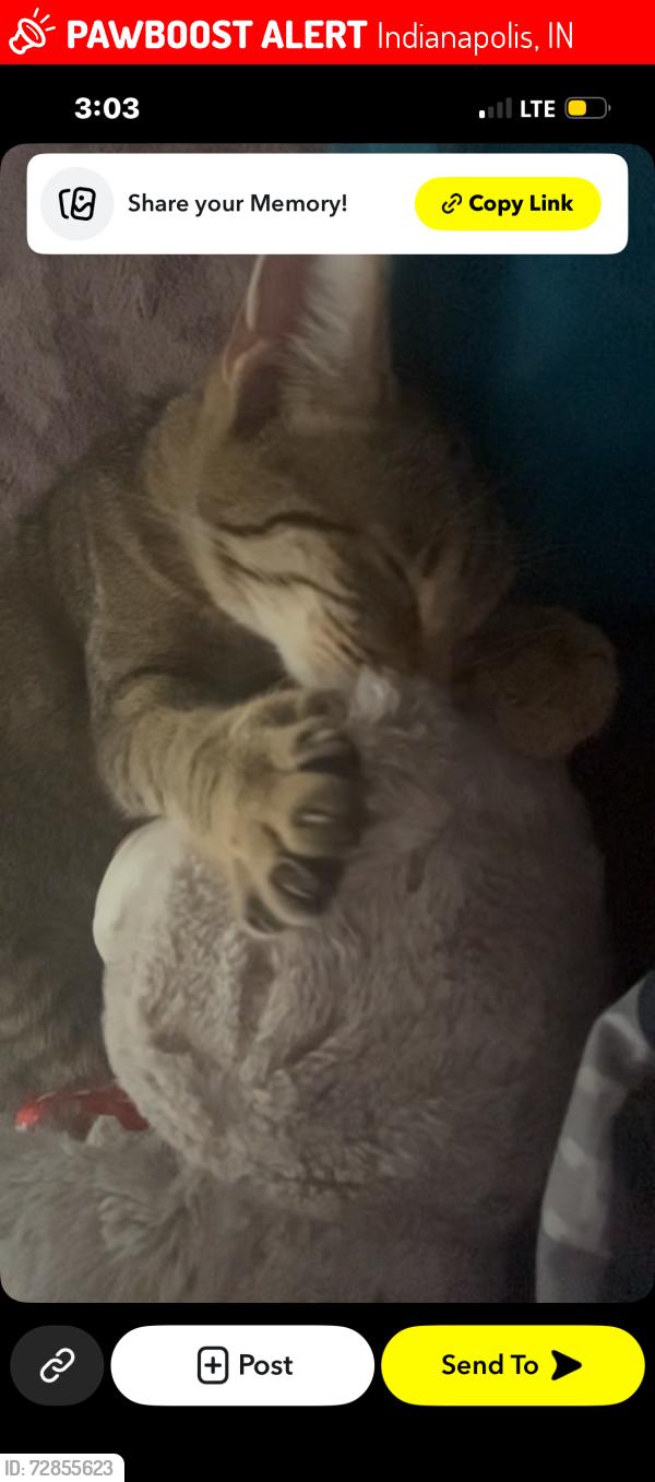 Lost Female Cat last seen Near east pleasant run parkway north dr, Indianapolis, IN 46201