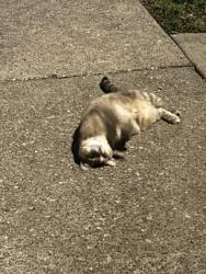 Found/Stray Unknown Cat last seen Priest Lake/Lincoya Bay Apartment Homes, Nashville, TN 37214
