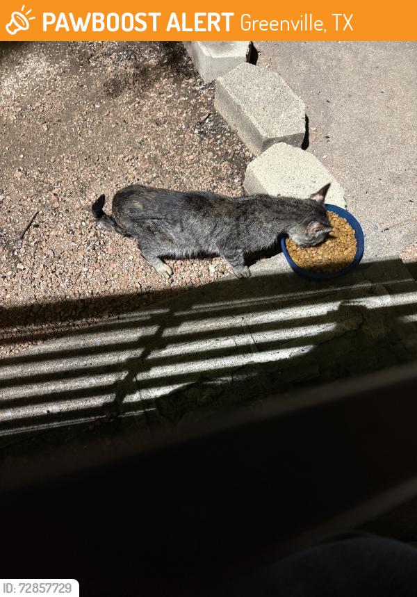 Found/Stray Unknown Cat last seen Near Stonewall street, Greenville, TX 75402