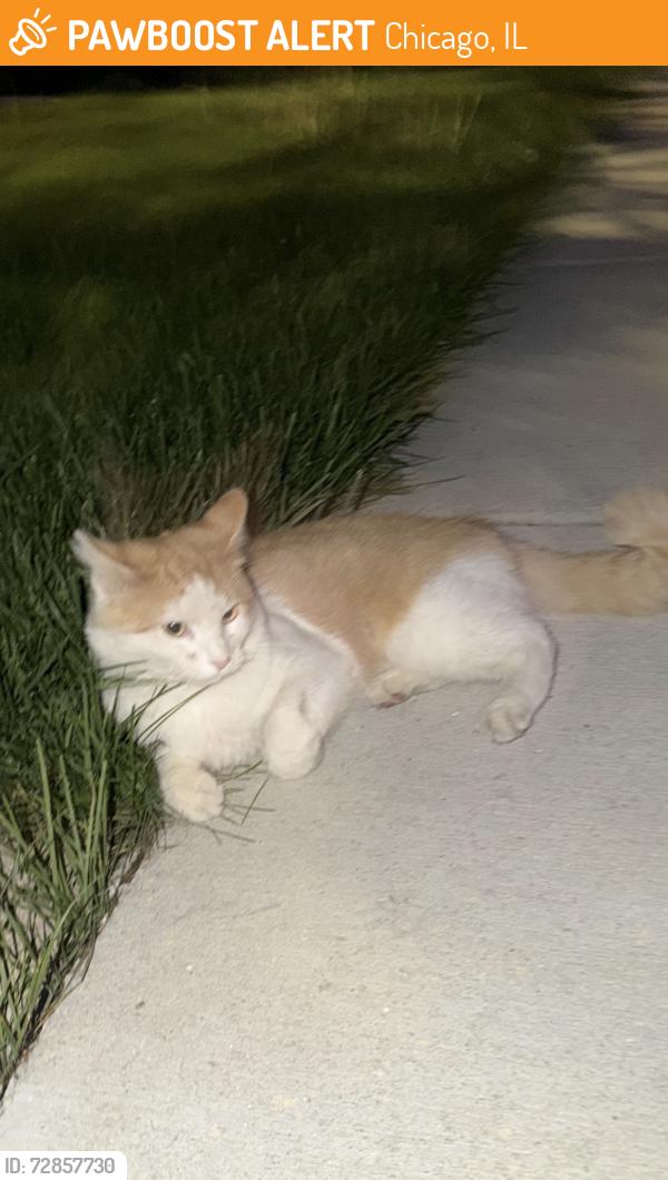 Found/Stray Unknown Cat last seen Wilson and Kedvale Ane, Chicago, IL 60630