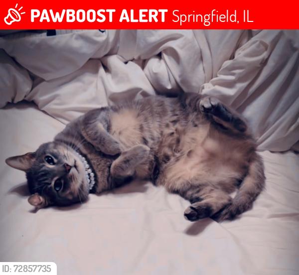 Lost Male Cat last seen Banbury ln, Springfield, IL 62704