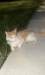 Found/Stray Unknown Cat last seen Wilson and Kedvale Ane, Chicago, IL 60630
