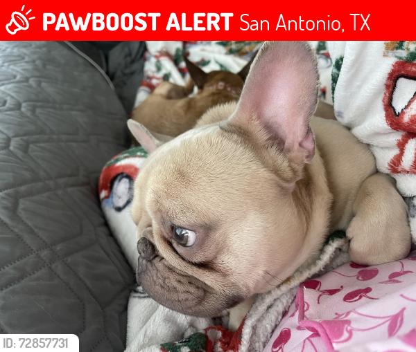 Lost Male Dog last seen Sosa at Palo Alto apmts, San Antonio, TX 78224