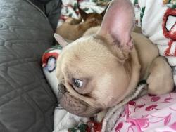 Lost Male Dog last seen Sosa at Palo Alto apmts, San Antonio, TX 78224