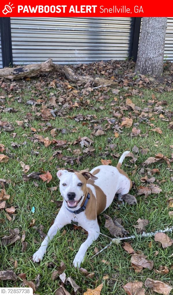 Lost Female Dog last seen Ran away from , 3960 centerville hwy. , Snellville, GA 30039