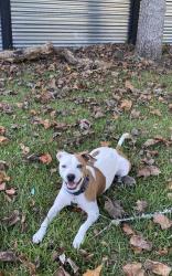 Lost Female Dog last seen Ran away from , 3960 centerville hwy. , Snellville, GA 30039