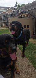 Found/Stray Male Dog last seen Oakwood & Randall Mills, Arlington, TX 76012