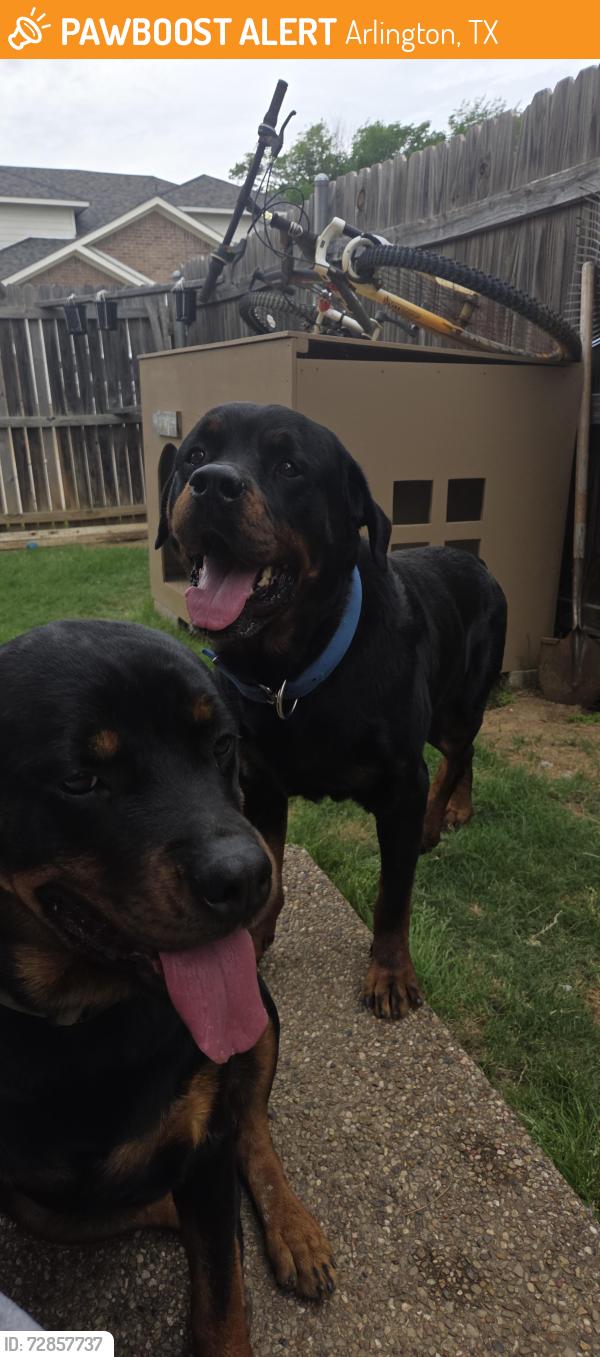 Found/Stray Male Dog last seen Oakwood & Randall Mills, Arlington, TX 76012
