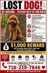 Lost Male Dog last seen Springfield Garden, Queens, NY 11434