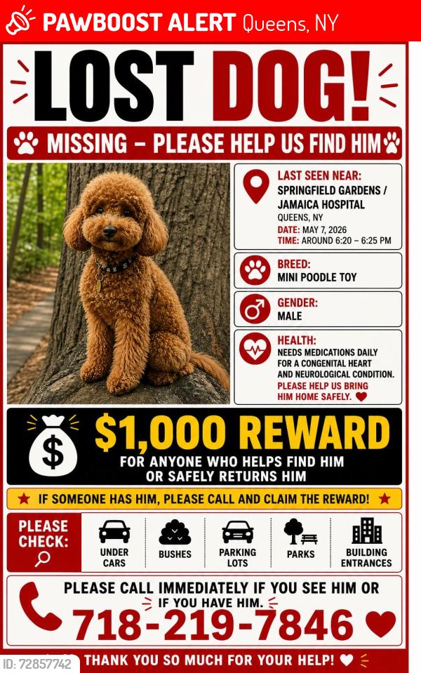 Lost Male Dog last seen Springfield Garden, Queens, NY 11434