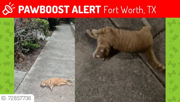 Lost Unknown Cat last seen Mccart Ave, fort worth texas, Fort Worth, TX 76110