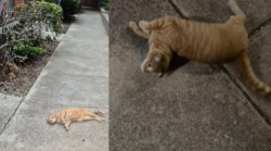 Lost Unknown Cat last seen Mccart Ave, fort worth texas, Fort Worth, TX 76110