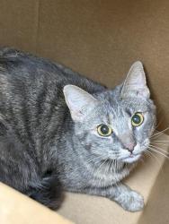 Found/Stray Unknown Cat last seen Papa Johns, Georgetown, KY 40324