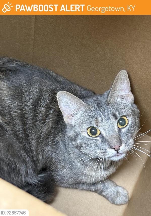 Found/Stray Unknown Cat last seen Papa Johns, Georgetown, KY 40324
