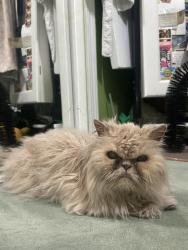 Found/Stray Unknown Cat last seen RT 27, Amber Way Shawn Ct, North brunswick, North Brunswick Township, NJ 08902