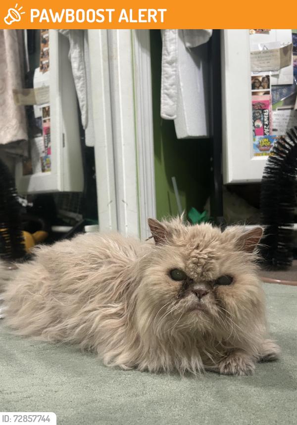 Found/Stray Unknown Cat last seen RT 27, Amber Way Shawn Ct, North brunswick, North Brunswick Township, NJ 08902