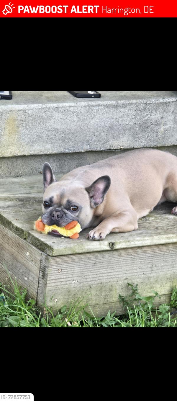 Lost Female Dog last seen Rt 12, Harrington, DE 19952