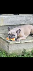 Lost Female Dog last seen Rt 12, Harrington, DE 19952