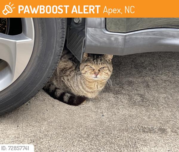 Found/Stray Unknown Cat last seen Apex Peakway & Shackleton Road, Apex, NC 27502