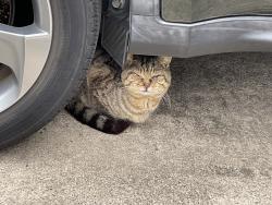 Found/Stray Unknown Cat last seen Apex Peakway & Shackleton Road, Apex, NC 27502