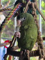 Lost Female Bird last seen Near Georgia Ave , San Jose, CA 95122