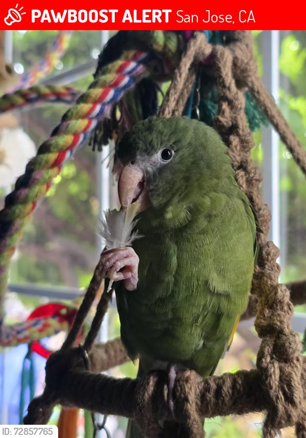 Lost Female Bird last seen Near Georgia Ave, San Jose, CA 95122