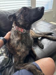 Found/Stray Male Dog last seen TC Jester and Aspen Bend, Houston, TX 77068