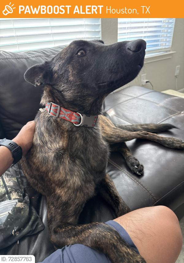 Found/Stray Male Dog last seen TC Jester and Aspen Bend, Houston, TX 77068