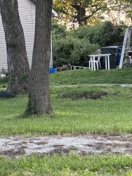 Found/Stray Female Dog last seen Koebel and Lockborne , Columbus, OH 43207