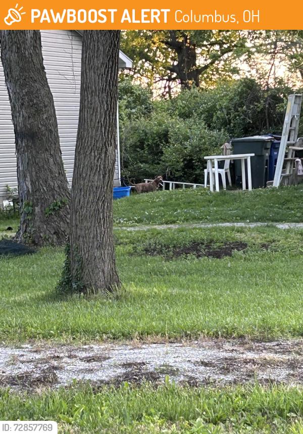Found/Stray Female Dog last seen Koebel and Lockborne, Columbus, OH 43207
