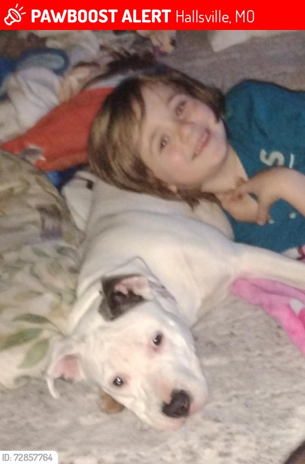 Lost Female Dog last seen Mt.Zion Church, Hallsville, MO 65255
