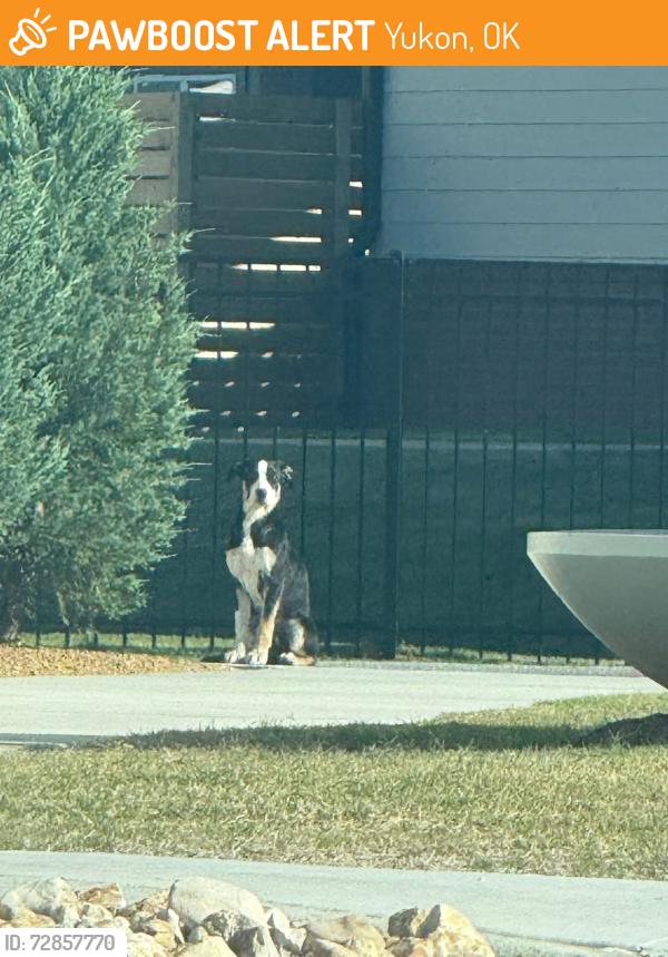 Found/Stray Male Dog last seen Cava on 10th street , Yukon, OK 73099