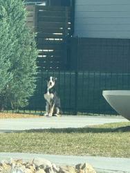 Found/Stray Male Dog last seen Cava on 10th street , Yukon, OK 73099