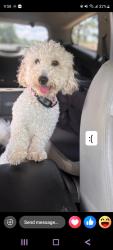 Reunited Male Dog last seen Near Cut N shoot- Bart lake rd, Conroe, TX 77303