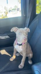 Lost Female Dog last seen Stapley and broadway , Mesa, AZ 85204