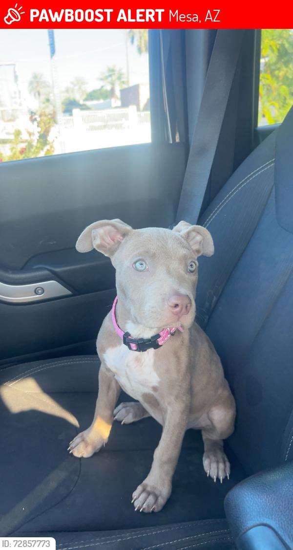 Lost Female Dog last seen Stapley and broadway , Mesa, AZ 85204