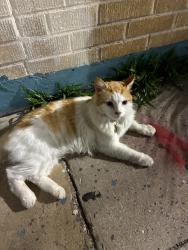Found/Stray Unknown Cat last seen Islamic center of neworleans , New Orleans, LA 70117