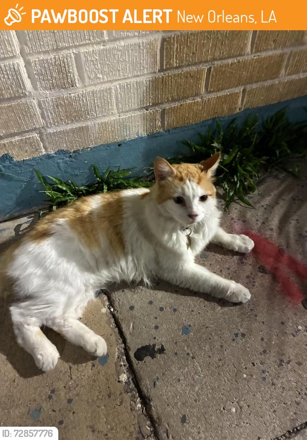 Found/Stray Unknown Cat last seen Islamic center of neworleans , New Orleans, LA 70117