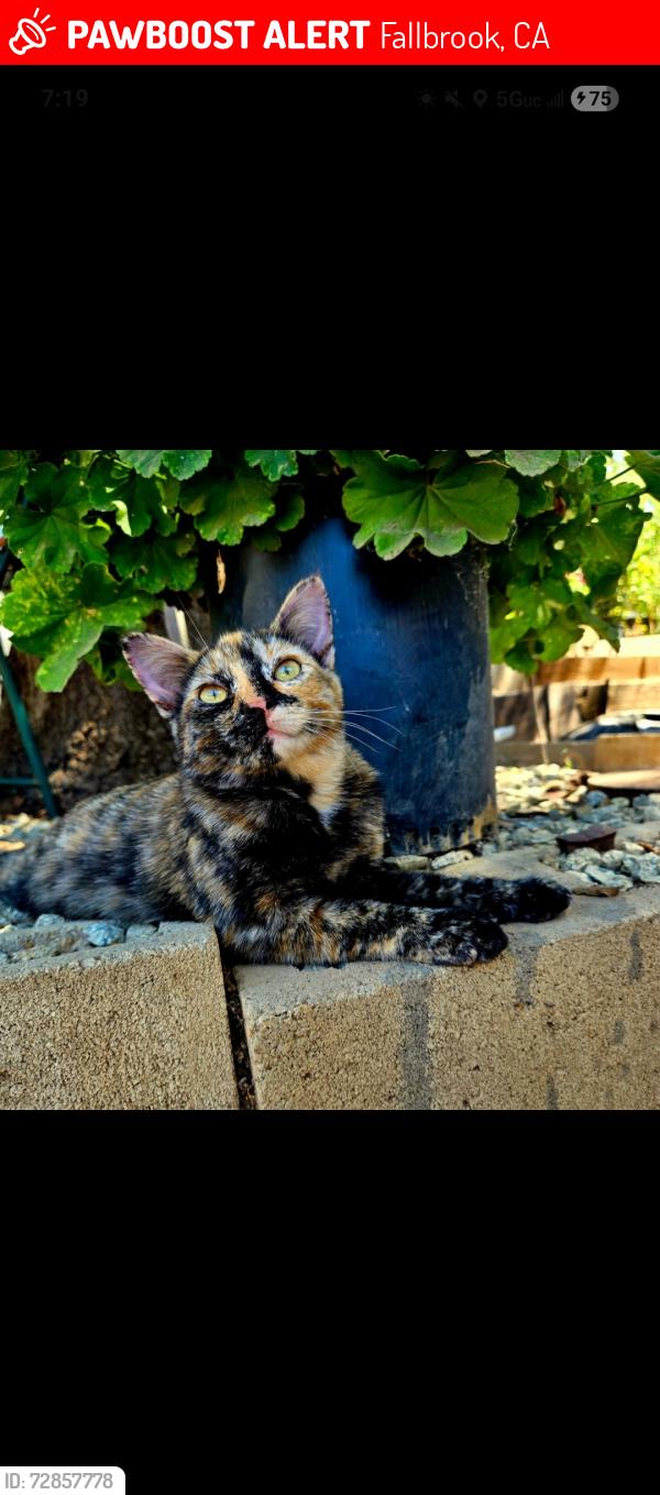 Lost Female Cat last seen Near Rainbow Valley Boulevard , Fallbrook, CA 92028