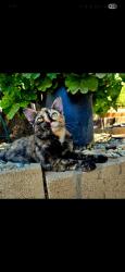 Lost Female Cat last seen Near Rainbow Valley Boulevard , Fallbrook, CA 92028