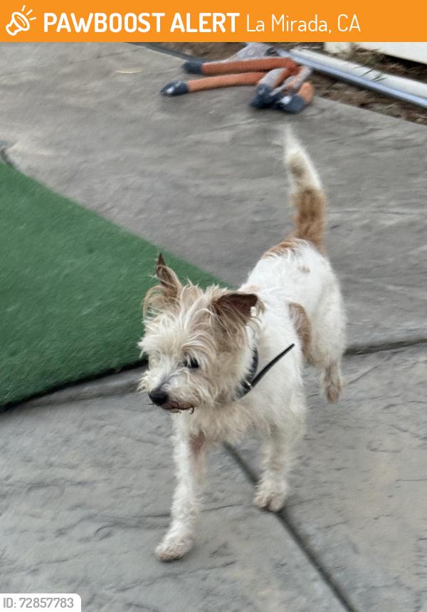 Found/Stray Male Dog last seen Mansa, La Mirada, CA 90638