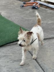 Found/Stray Male Dog last seen Mansa, La Mirada, CA 90638